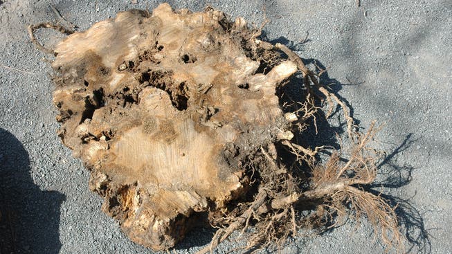 Pilze zerfressen häufig Bäume und Holzkonstruktionen. (Archivbild).