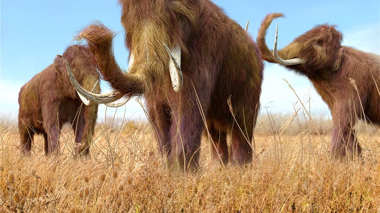 Wir basteln uns ein Mammut: Forscher versuchen, ausgestorbene Tierarten wiederzubeleben