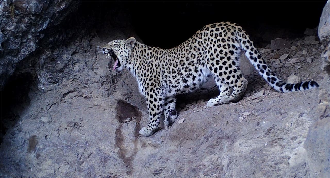Sie galten als ausgestorben: Doch nun sind bereits zehn verschiedene Kaukasus-Leoparde in die Kamerafallen von Tierschützern getappt.