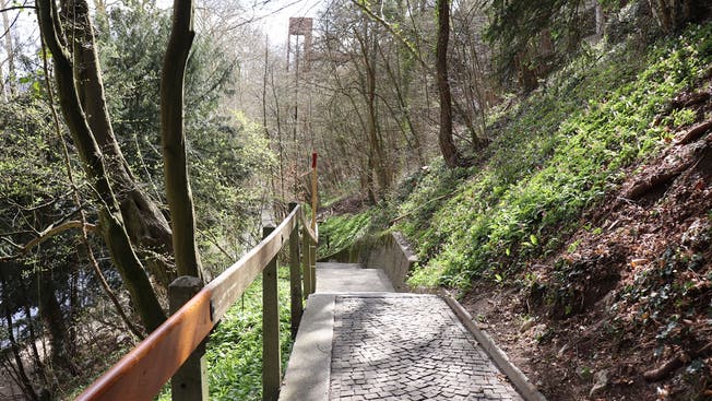 Offizieller Umweg, wenn der Promenadenlift nicht fährt: Die Treppe am Oelrain, von Bärlauch und Lerchensporn gesäumt.