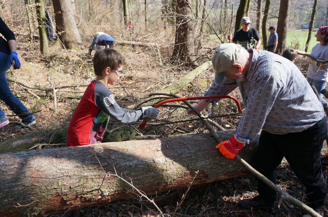  Teamarbeit: der 6-jährige David De Aquino sägt und Oscar Bamert hält das Holz fest. Bamert ist schon seit 39 Jahren beim Holzsammeln dabei. Er sagte: «Das Holzsammeln ist eine Tradition und ein Gemeinschaftserlebnis.»