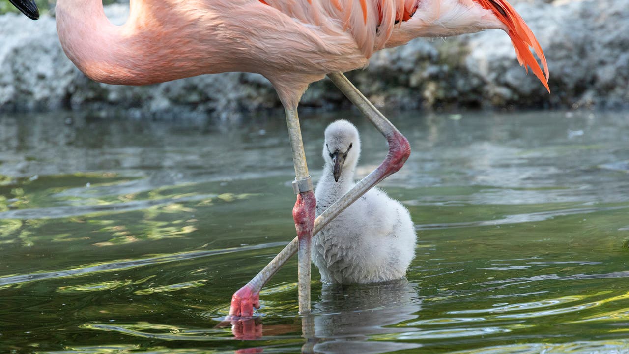 Damit Chile-Flamingos Eier legen, müssen verschiedene günstige Faktoren zusammentreffen.