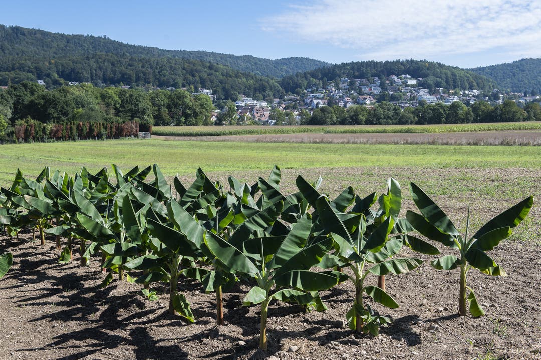 Die Bananenplantage zeigt die Bedeutung des Klimawandels für die Landwirtschaft.