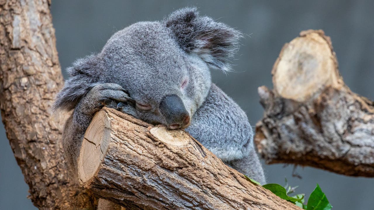 Koala-Männchen Milo.