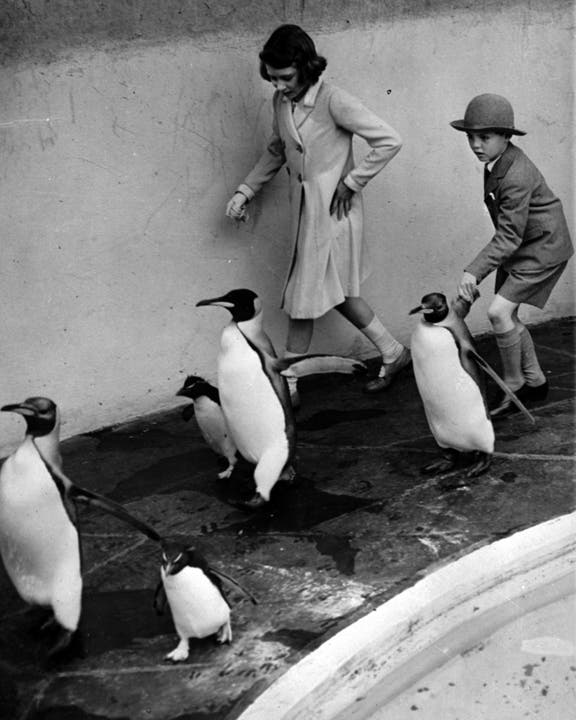 Auch Pinguine mag Elizabeth. 1938 kommen sie und ein Freund namens Shaun Plunket den Tieren im Londoner Zoo erstaunlich nahe.