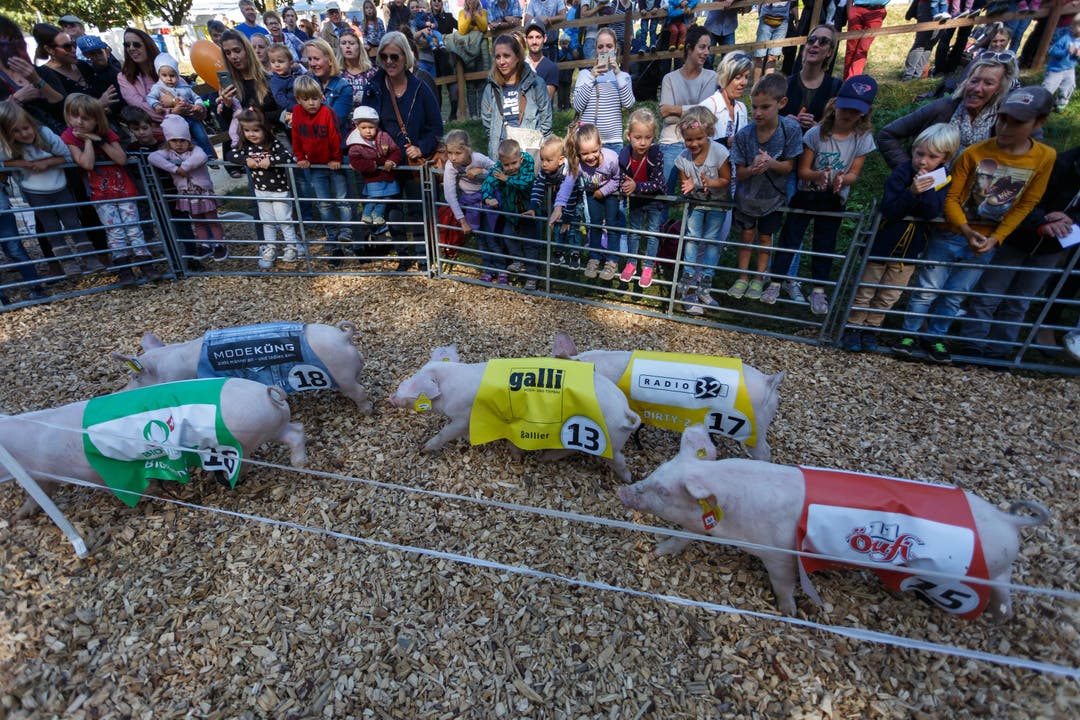 Viele Menschen, die Schweinchen anfeuern: Säulirennen an der HESO 2019.
