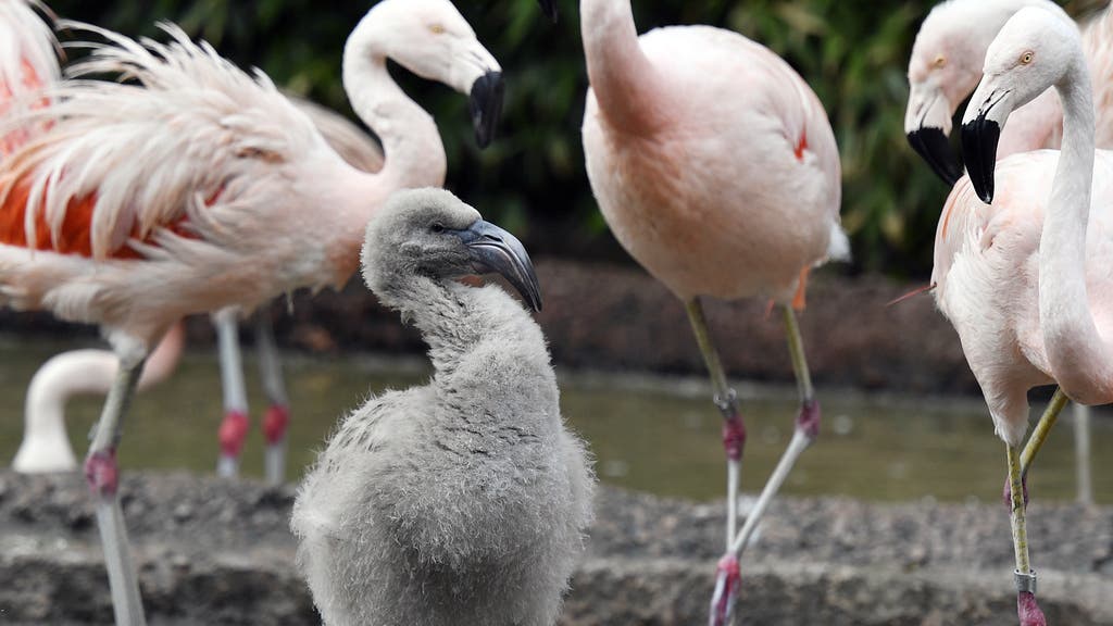 Der Zürcher Zoo hat Chile-Flamingos seit 1951 in seinem Tierbestand.