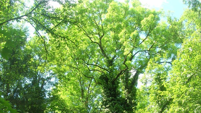 Grünräume wie das Döltschibach-Tobel am Üetliberghang gewinnen für das Stadtklima als Kaltluftspender an Bedeutung.