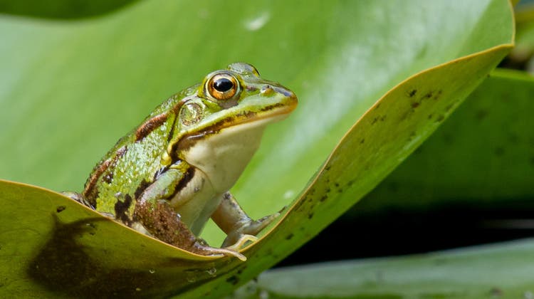 Ein Frosch für Froschauer: Tierische Ehre für Orell Füssli-Gründer