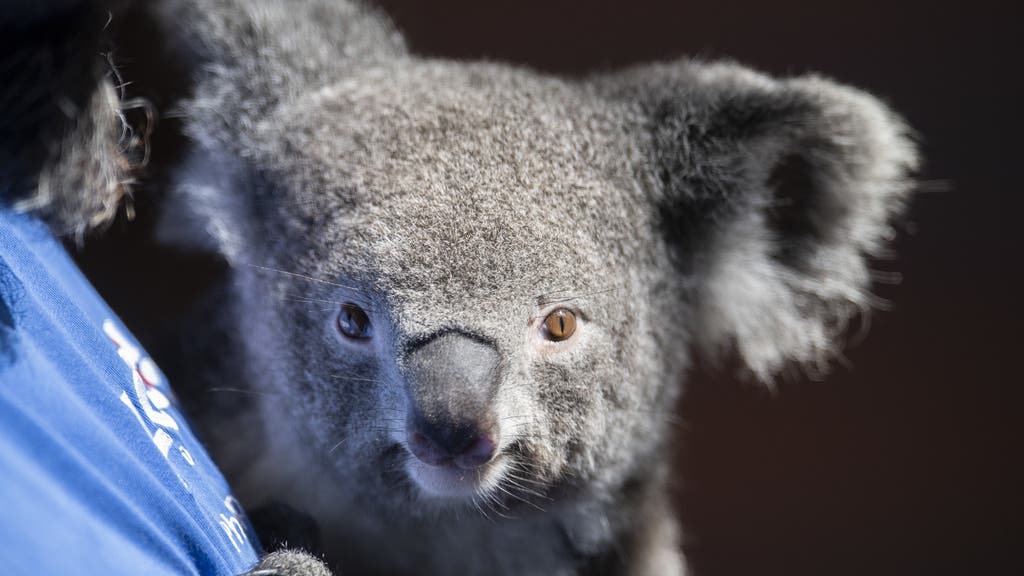 Koala Weibchen Pippa.