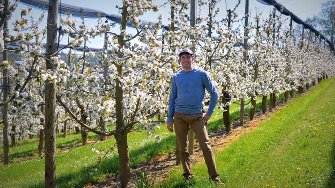 André Ziegler inmitten seiner blühenden Kirschbäume. Die Ernte beginnt dann im Juni.