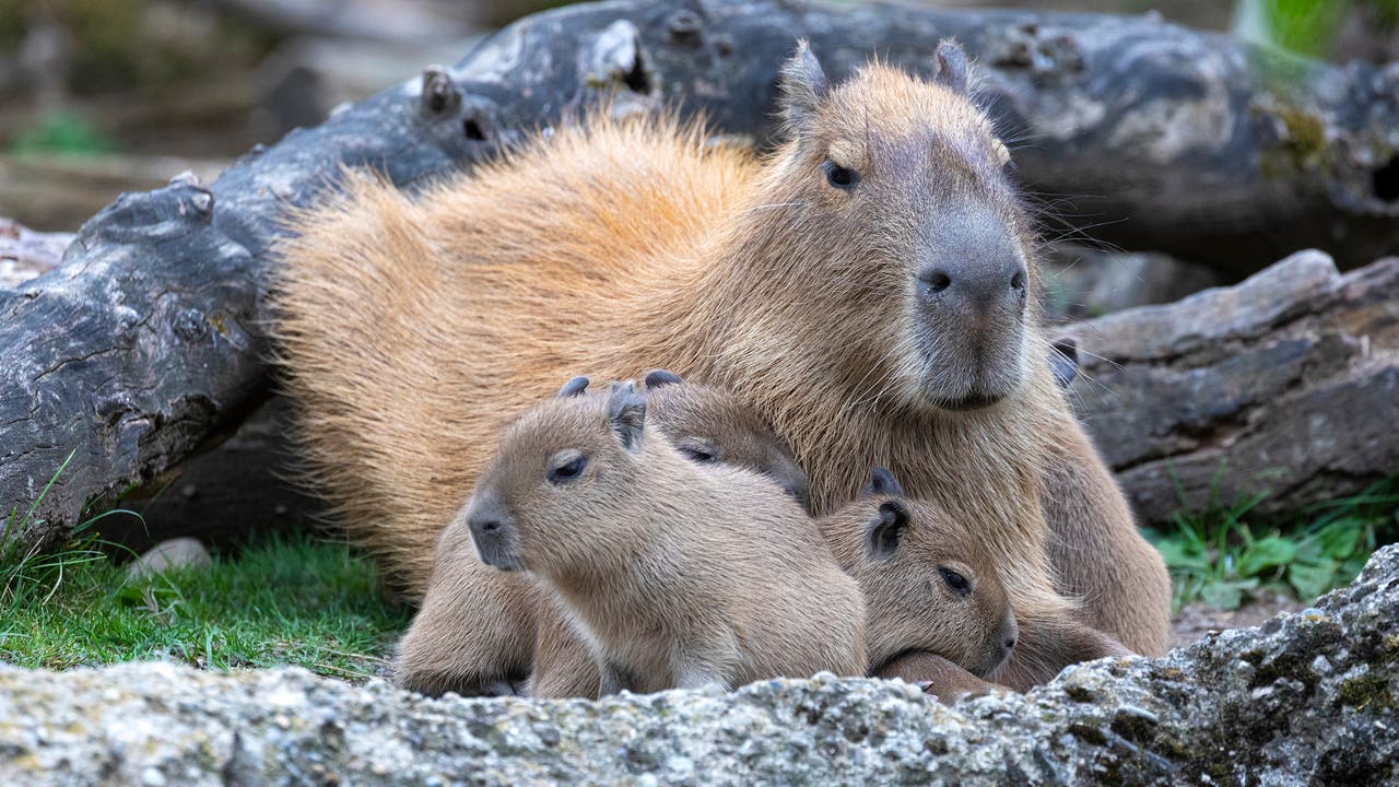 Die jungen Capybaras mit ihrer Mutter.