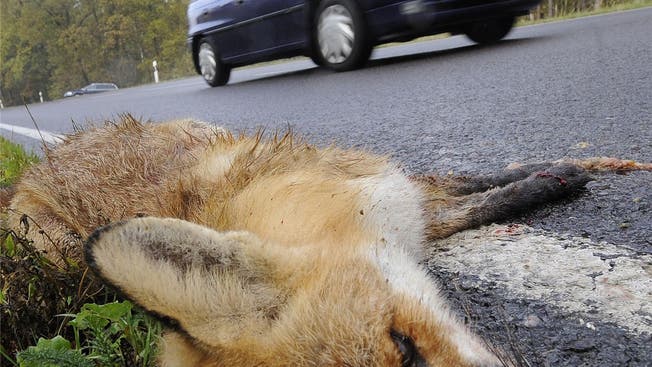 Über 600 Wildtiere starben im vergangenen Jagdjahr auf Baselbieter Strassen.