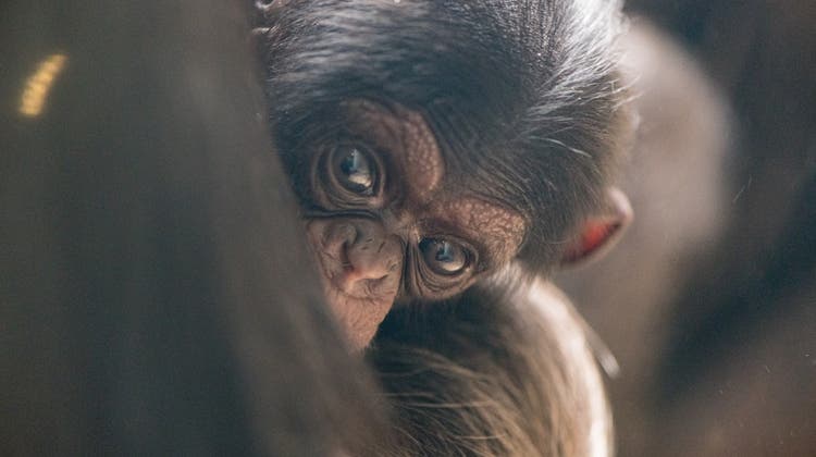Jö, Äffli: Das sind die Neuen im Zolli – Nachwuchs bei Schimpansen und Okapi