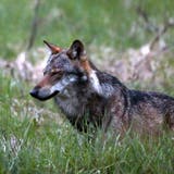 Wolf reisst mehrere Schafe in Appenzell und Urnäsch