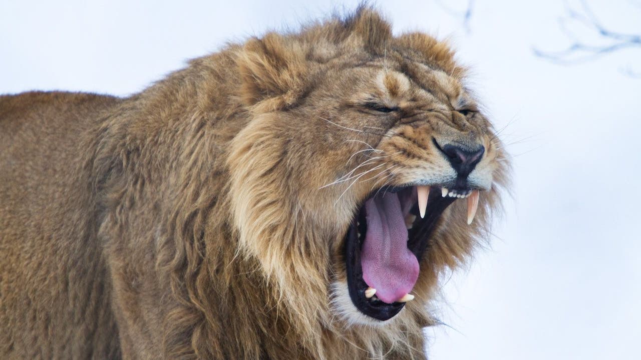 Am beeindruckendsten ist das Löwengebrüll.