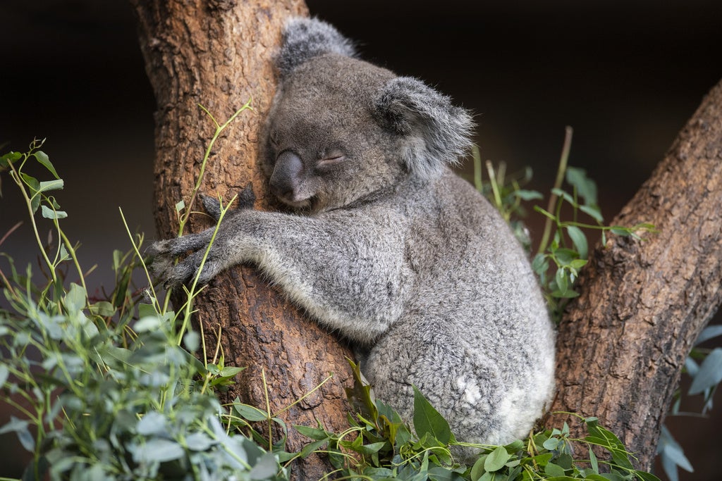 Süüüüss - Neuzugang Im Zoo Zürich: Das Sind Die Zwei Neuen Koala-Damen ...