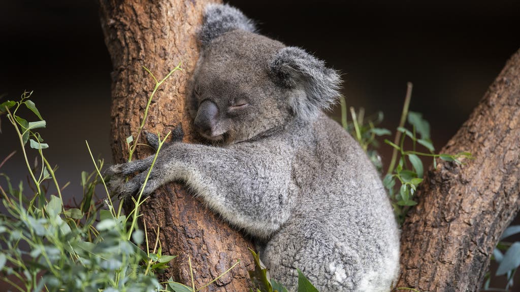 Koala-Weibchen Maisy ist an ihrem dunkleren Gesicht zu erkennen.