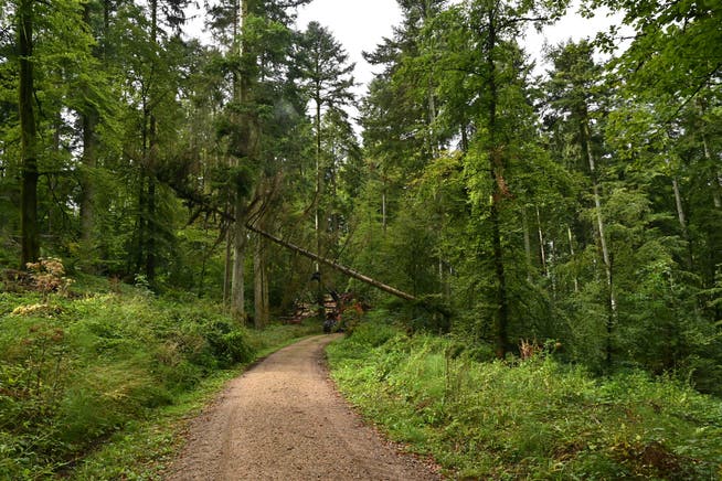Der Kanton unterstützt die Waldbetriebe bei Beseitigen der Schäden. (Archivbild)