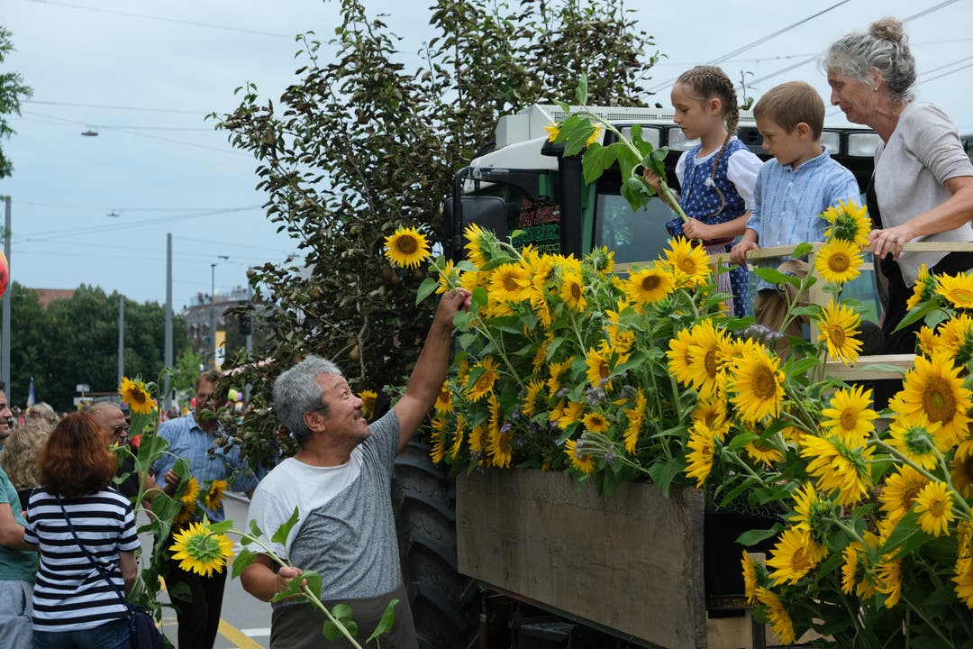 Beim Landwirschaftlichen Verein Schlieren erhalten Zaungäste prächtige Sonnenblumen.