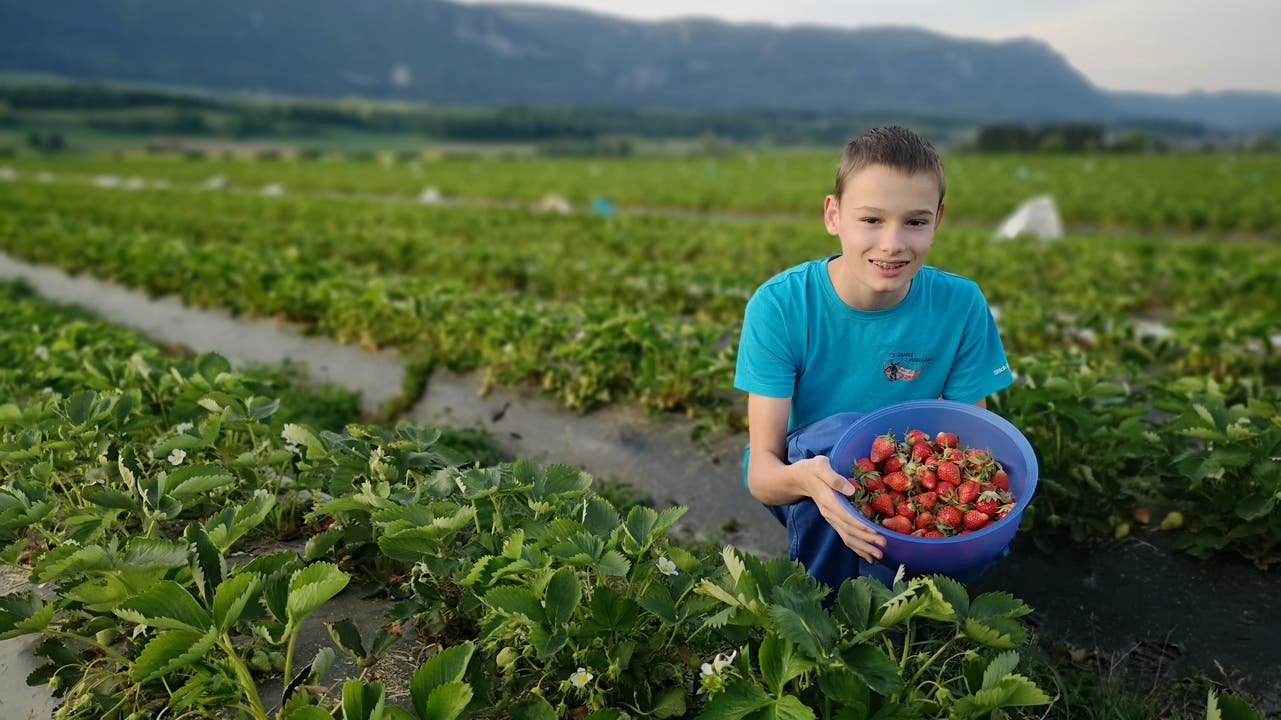 Erdbeeren sind zwei Wochen früher reif: Mann Beerenkultur Selzach