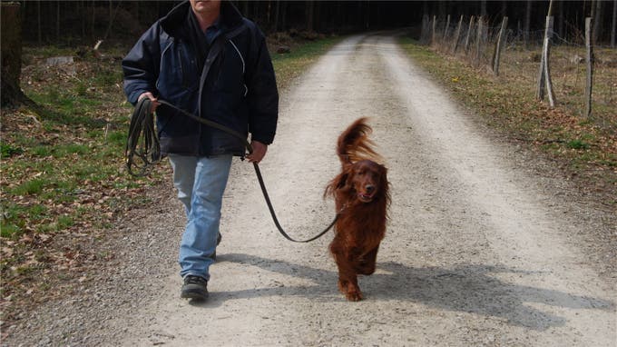 Spaziergang Mensch und Hund brauchen Auslauf Der Hundespazierdienst