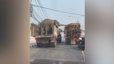 Imbiss am Rotlicht: Diese Elefanten stibitzen Süsses vom Nachbar-Lastwagen