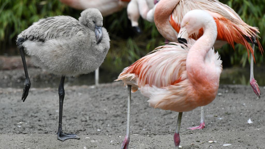 Es ist das erste Mal, seit die Flamingos in der 2012 eröffneten Anlage «Pantanal» brüten.