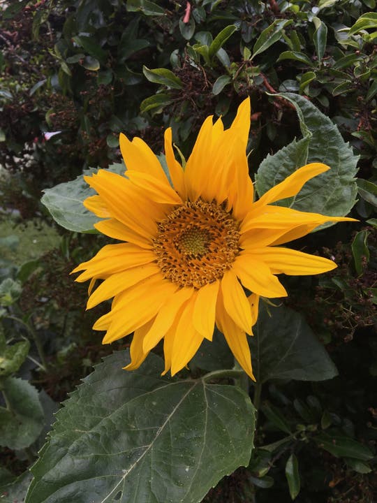 undefined Erste Sonnenblume