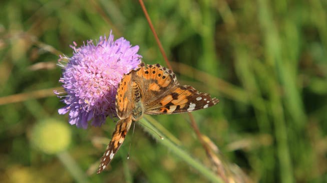 Durch Landschaftsaufwertungen sollen die Lebensräume seltener, bedrohter Schmetterlingsarten verbessert werden. (Symbolbild)