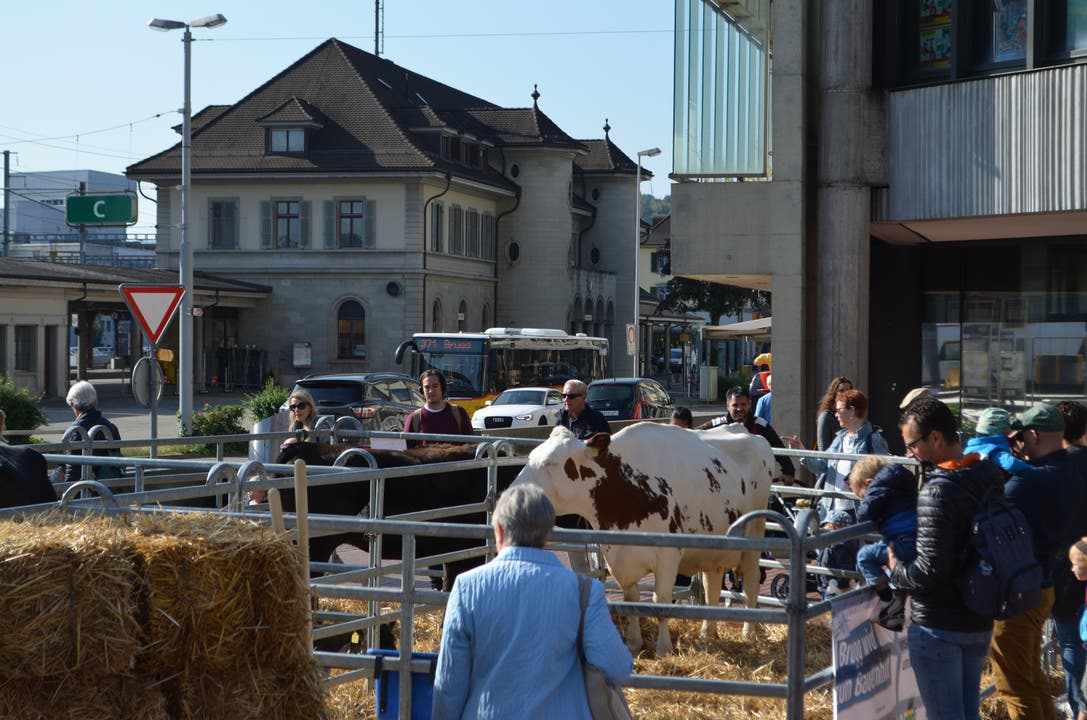 Kühe und Kälber sind auf dem Neumarktplatz zu Gast.