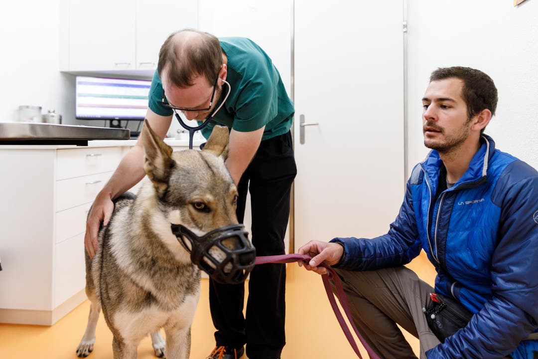 Tierarzt Lukas Hettelingh untersucht Wolfshund Esko