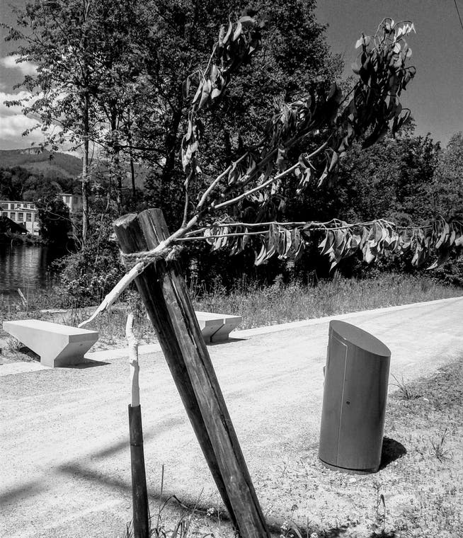 Trauriges Bild: Einer der vier abgebrochenen Jungbäume.