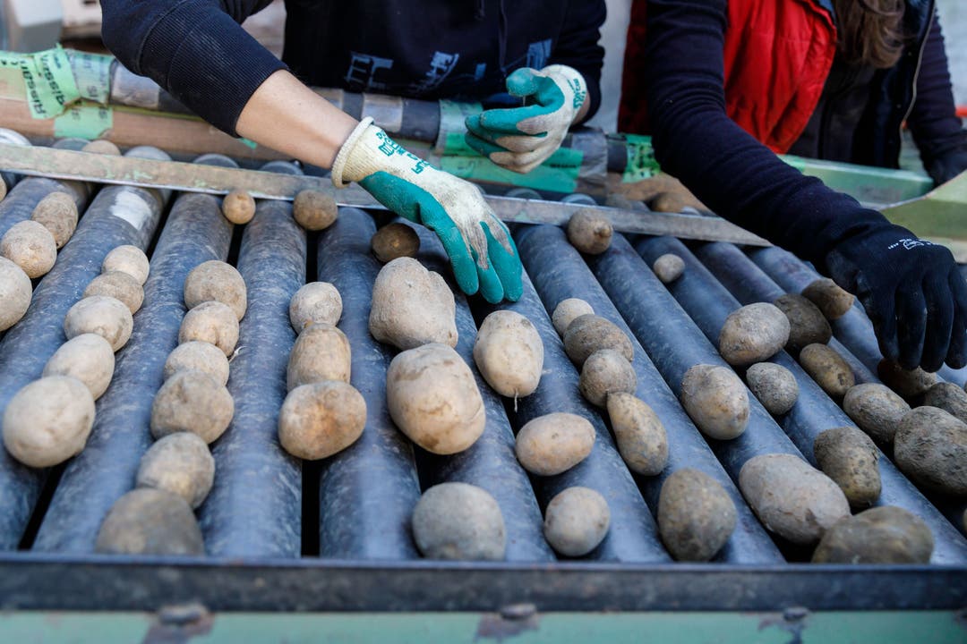 Kartoffeln Sortieren auf dem Biohof Küttigkofen