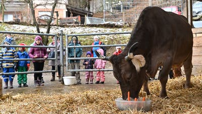 «Happy Birthday, liebe Mini»: Kuh feiert mit Kindern ihren runden Geburtstag