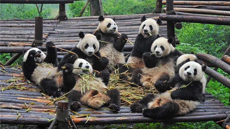 Sichuan – die chinesische Provinz der Pandas