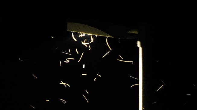 Insekten und Nachtfalter umschwirren eine Strassenlampe.