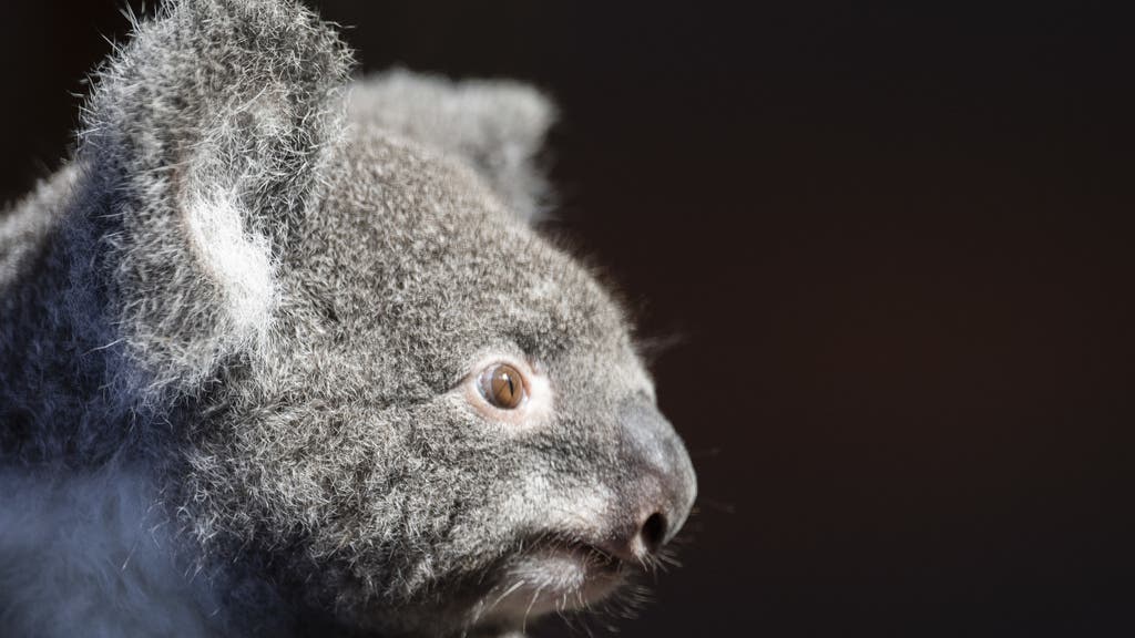 Koala-Weibchen Pippa ist das «Küken» unter den Neuzuzügern. Aufgrund ihres instabilen Gewichtsverlaufs ist sie zurzeit noch allein untergebracht.