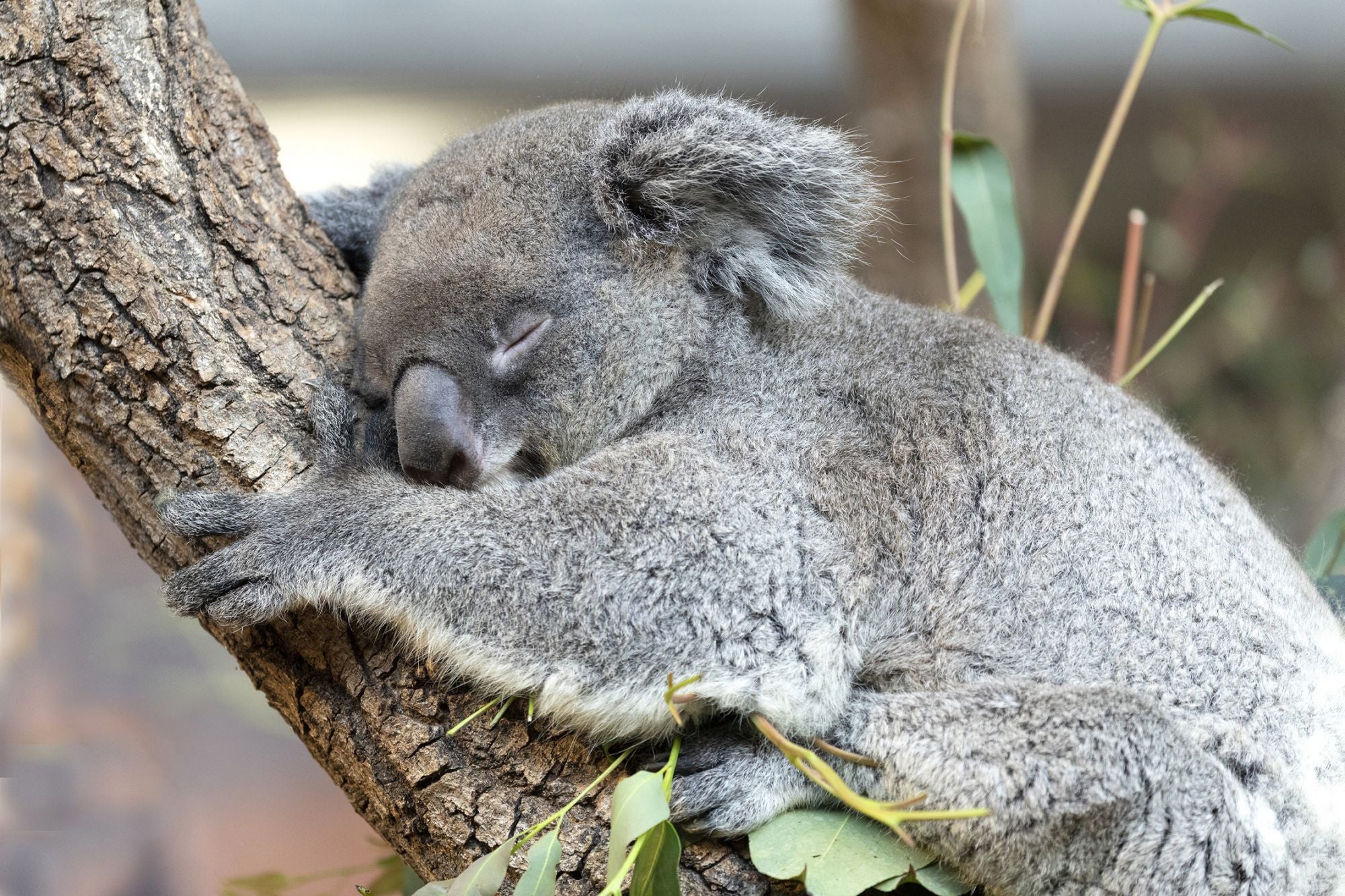 Bildstrecke - Neuzugang Im Zoo Zürich: Das Sind Die Zwei Neuen Koala ...