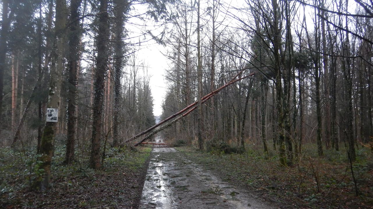 Im Waldrevier Länzert (Niederlenz) sind mehrere Bäume auf einen Weg gefallen.