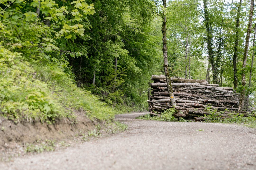 Ein Urwald am Chrüzliberg 1987 hat die Ortsbürgergemeinde Baden das Gebiet zum Naturwaldreservat erklärt, es wird so wenig wie nötig eingegriffen.