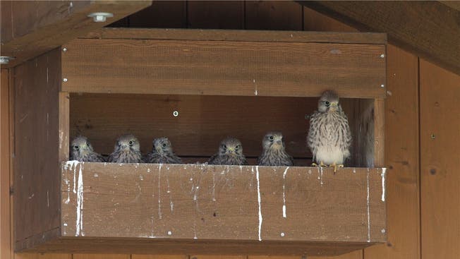 Gleich sechs junge Turmfalken sind in Rüfenach in einem Falkenkasten geschlüpft.