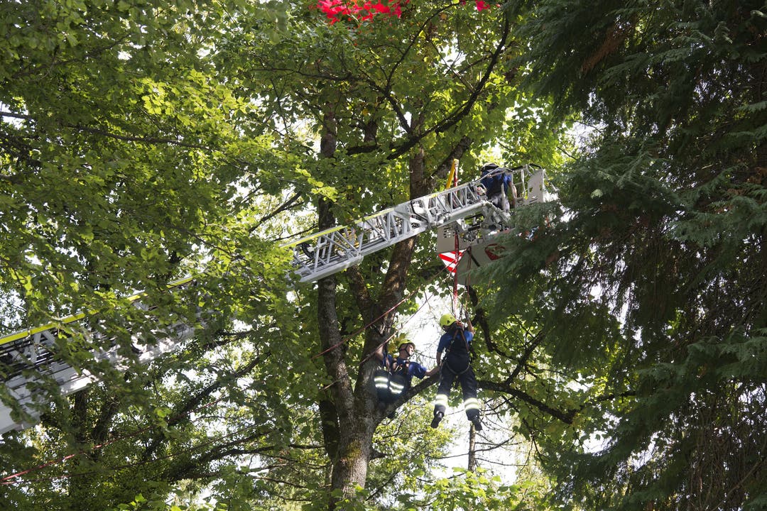 Feuerwehr Grenchen Jahresübung Feuerwehr Grenchen Jahresübung bei Holzerhütte, ein Gleitschirm-Pilot wird aus der Baumkrone geborgen