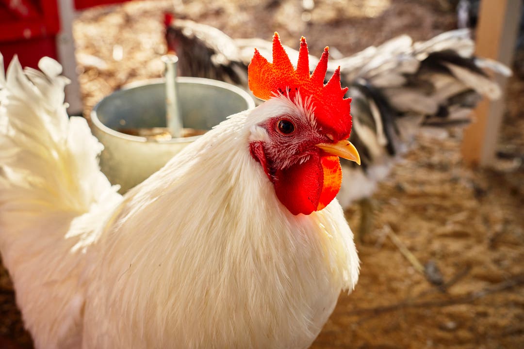 Die Eier der hauseigenen Hühner werden zum Kochen verwendet.
