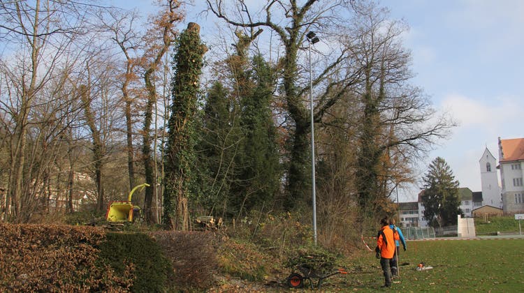 Mit der Motorsäge im Freudenstein-Wäldli: Forstbetrieb weiss von nichts