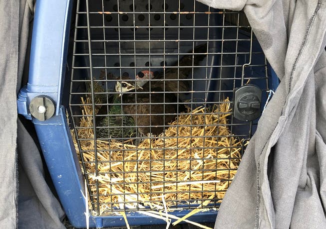 Der Pfau wurde in einer Hundebox gefangen.