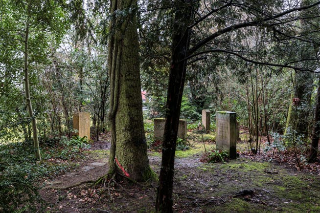 Hier, im sogenannten Waldfriedhof, müssen die meisten Bäume geschlagen und ersetzt werden.
