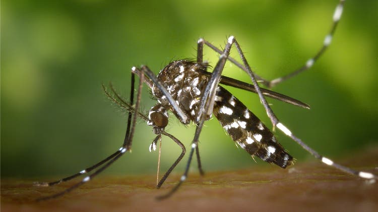 Die Tigermücken meiden bislang das Fricktal: Über 70 Mal falscher Alarm