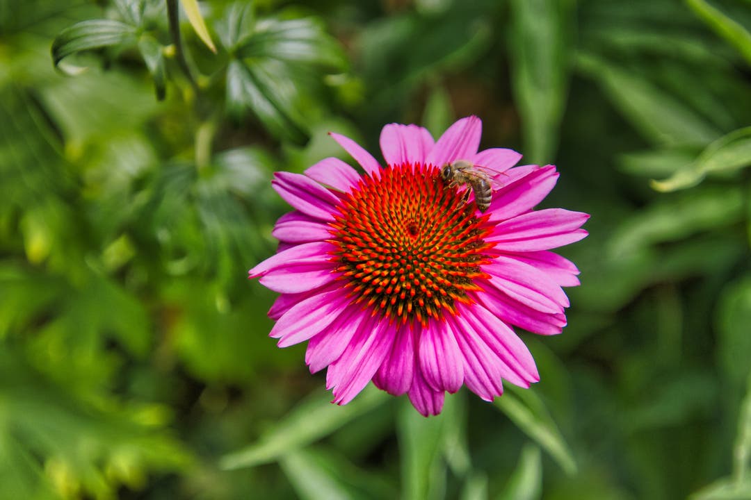 undefined Blume mit Biene im Klostergarten Wettingen