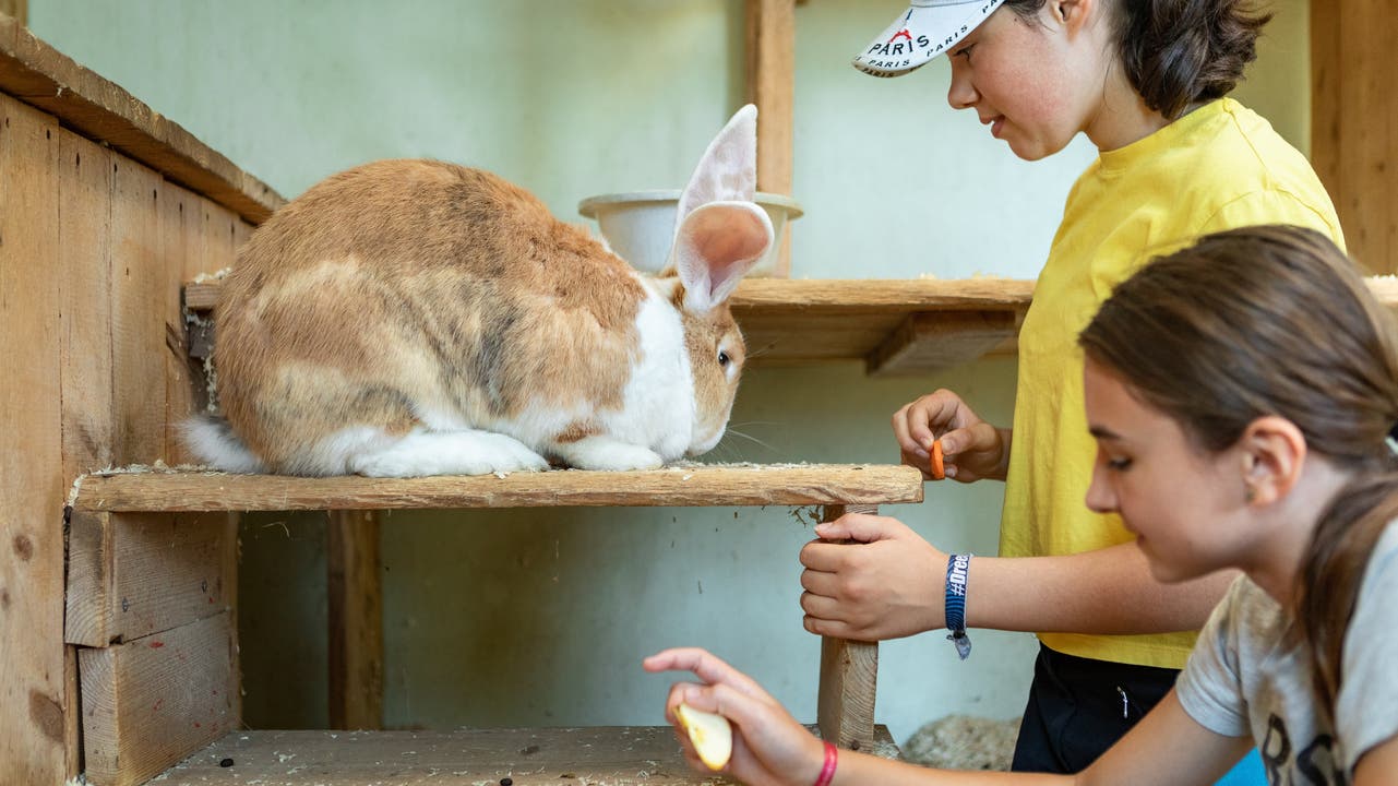Das Füttern der Hasen gehört bei den Mädchen, die an der Tierpflegewoche teilnehmen, zu den beliebteren Aufgaben.